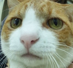 ナイン